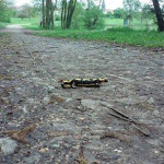 salamandre 150x150 Au Domaine du grand étang