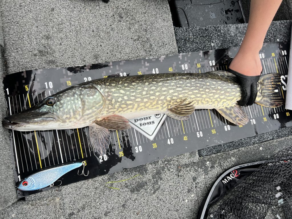 brochet Nicolas 1024x768 La pêche du brochet au lac du Der