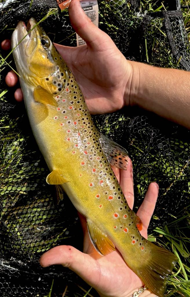 truite vosges Stages de pêche à la truite en ruisseaux – Ultra léger en wading dans les départements limitrophes