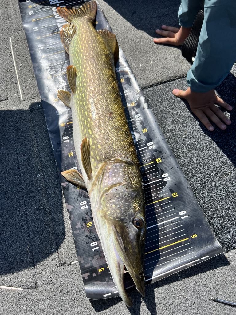 105 sur 20 80 768x1024 Combat avec un brochet métrés au lac du Der sur la ZF Baits RoadBuilder